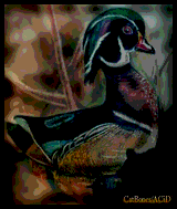 Woodduck by Catbones