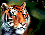 Tiger by Adya