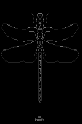 dragonfly by venam