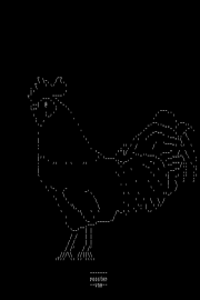 Rooster by venam
