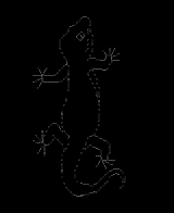 Tokay Gecko by venam