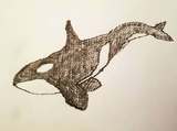 Orca by Jamie Graham