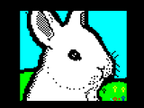 Bunny by Nikki