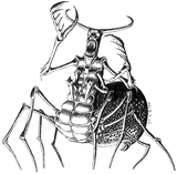 Arachnoid by Macbin