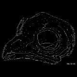 Owl Skull by Littlebitspace