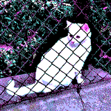 White Cat by My_Life_Computerized