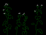 Garlic Mustard by mozz